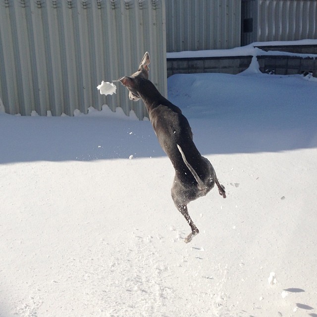 雪玉追いかけウホウホな犬