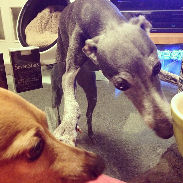 鍋の後のテーブルを必死にペロる犬達。#italiangreyhound #ジュリ男とディノ子