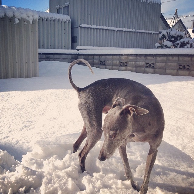 今日は雪玉の気分じゃないらしい。もしかして雪玉卒業したのか？#italiangreyhound #ジュリ男