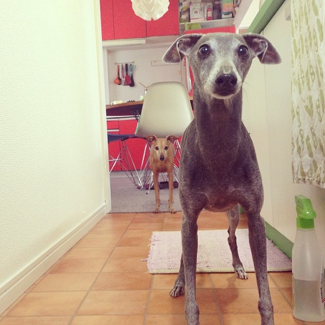 #italiangreyhound #ジュリ男とディノ子