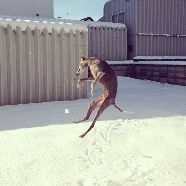 昨日は気分じゃなかっただけらしい。#italiangreyhound #ジュリ男