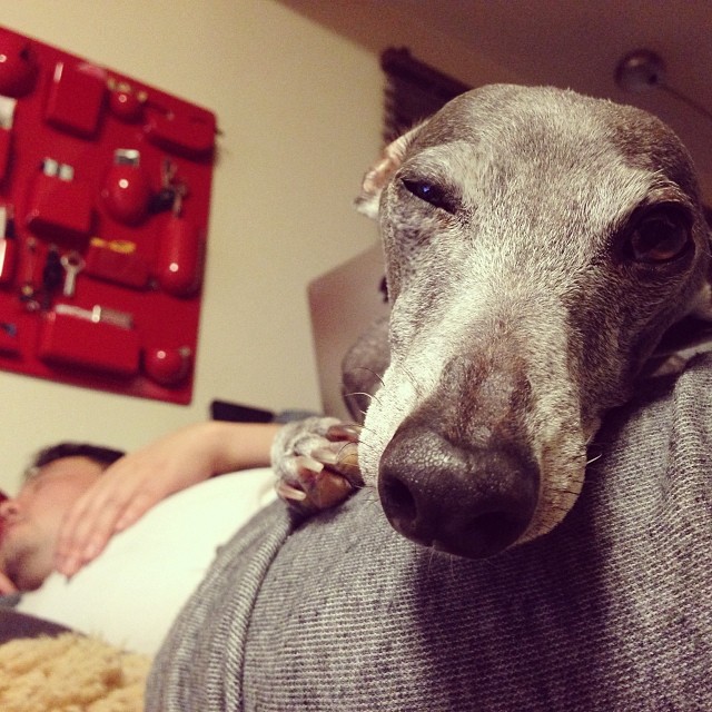 私以外全員居眠り中の我家。#italiangreyhound #ジュリ男