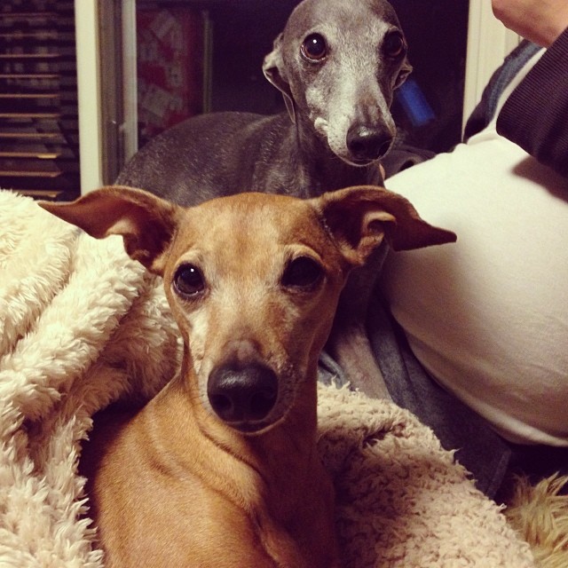 #italiangreyhound #ジュリ男とディノ子