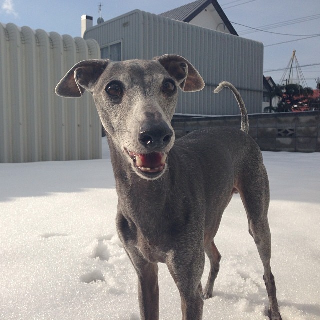 雪遊び中。