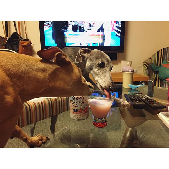 犬達に大好評な ふるふるスムージー。#italiangreyhound #イタグレ #ジュリ男とディノ子 #20150927xxx