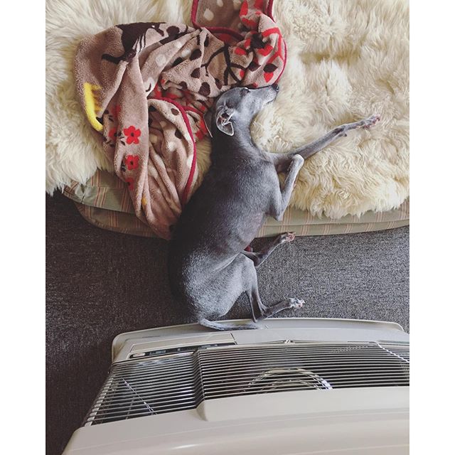 #italiangreyhound #イタグレ #ジュリ男 #20151002xxx