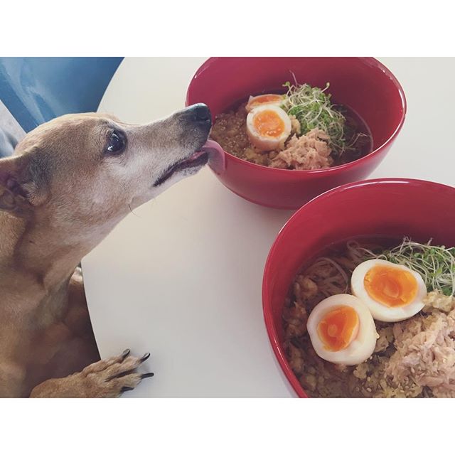 食べてる気分の犬