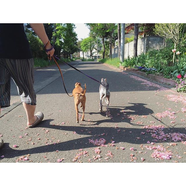 お散歩ルンルン