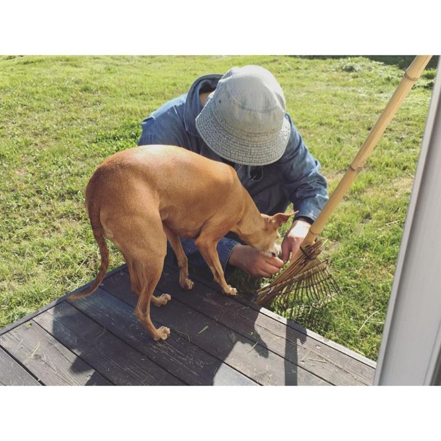 結束バンドを食べ物と勘違いしてる犬