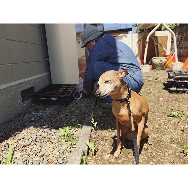 ラベンダーおじさんと犬