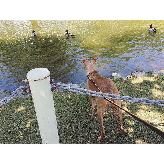 カモに逃げられたディノ子