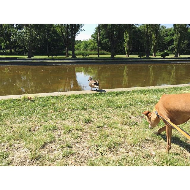 忍び寄る犬