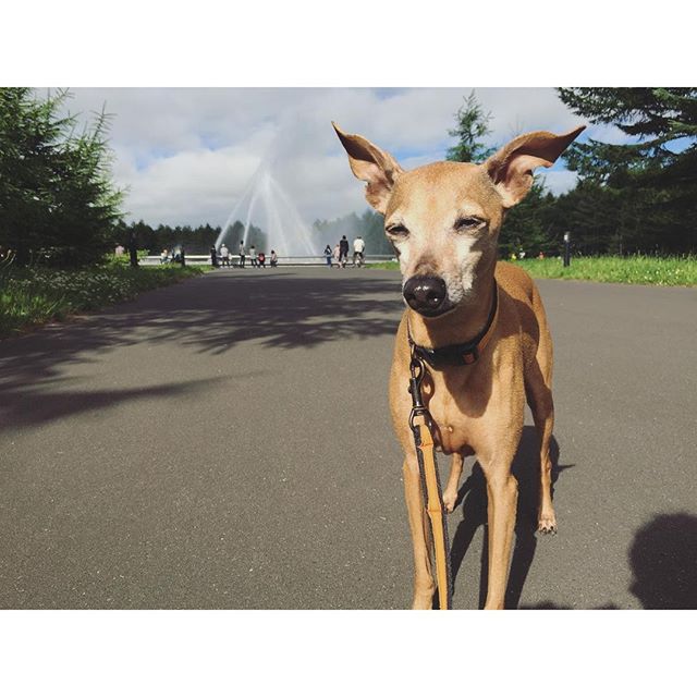 噴水と犬