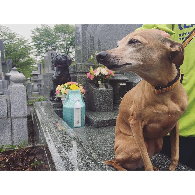 ジュリ男の四十九日で納骨。トロ爺とジュリ男しか入ってないユカ実家の墓。