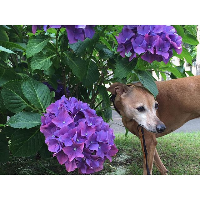 紫陽花と犬