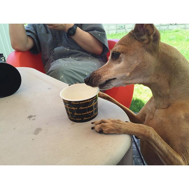 庭でアイス食べながらブルーインパルス待ち中