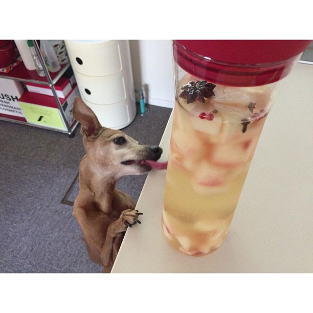 サングリアと桃狙いの犬