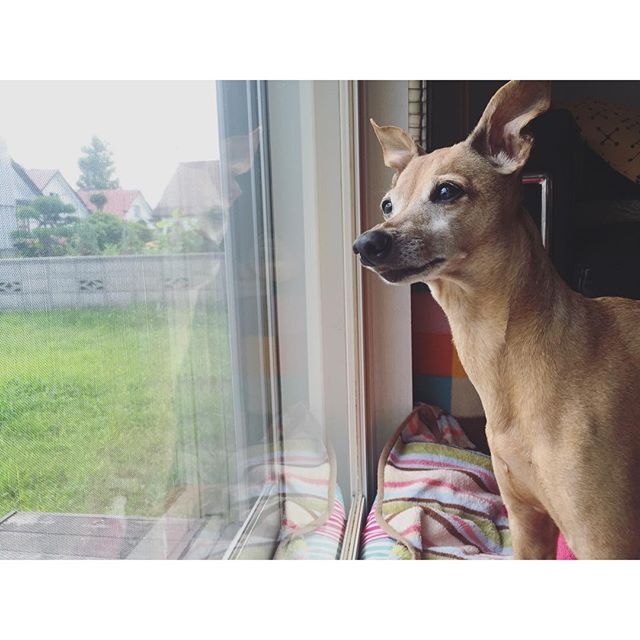 台風待ち中の犬