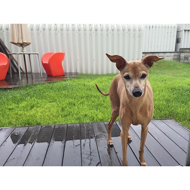 雨降りなのに庭に出ちゃった犬