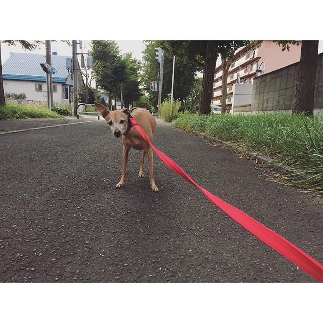 帰宅拒否犬