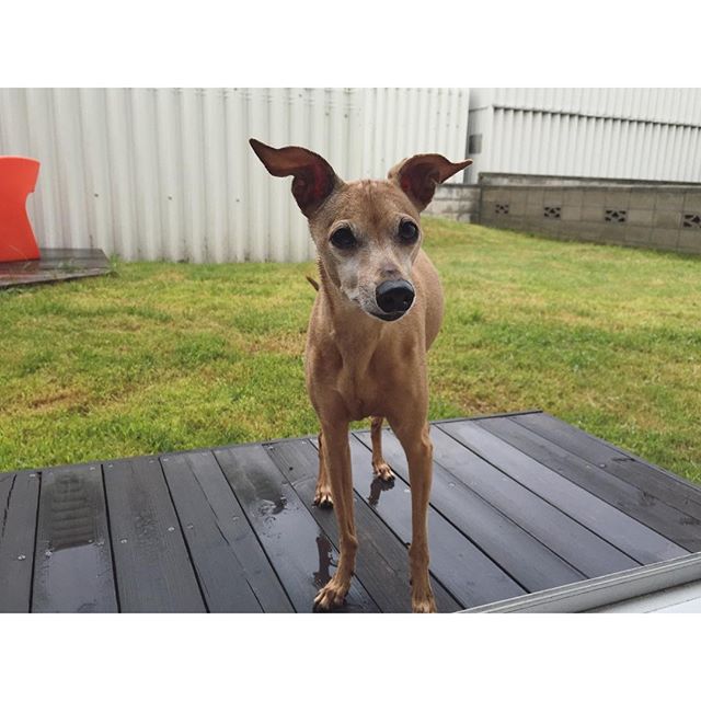 雨上がりの庭に出て行き、薄汚れて戻って来た犬