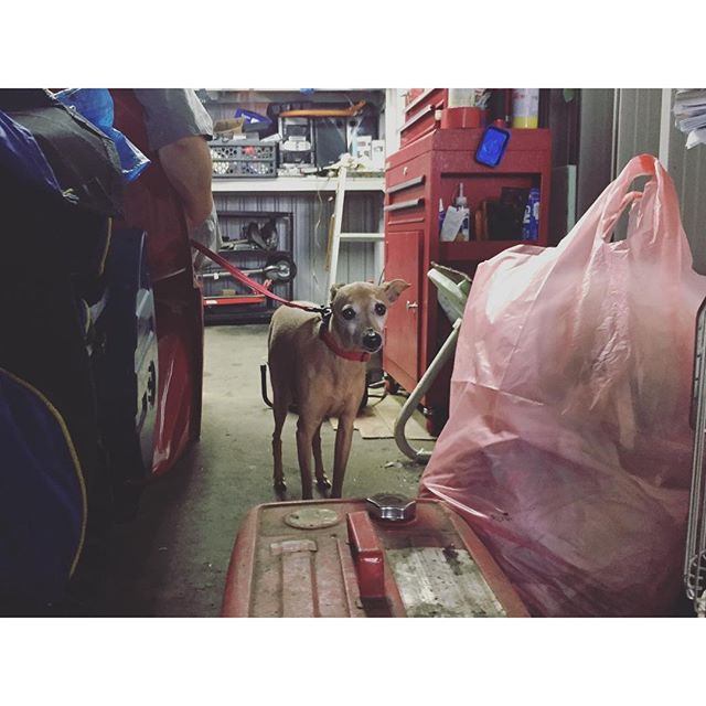 車庫掃除中のブ〜と犬