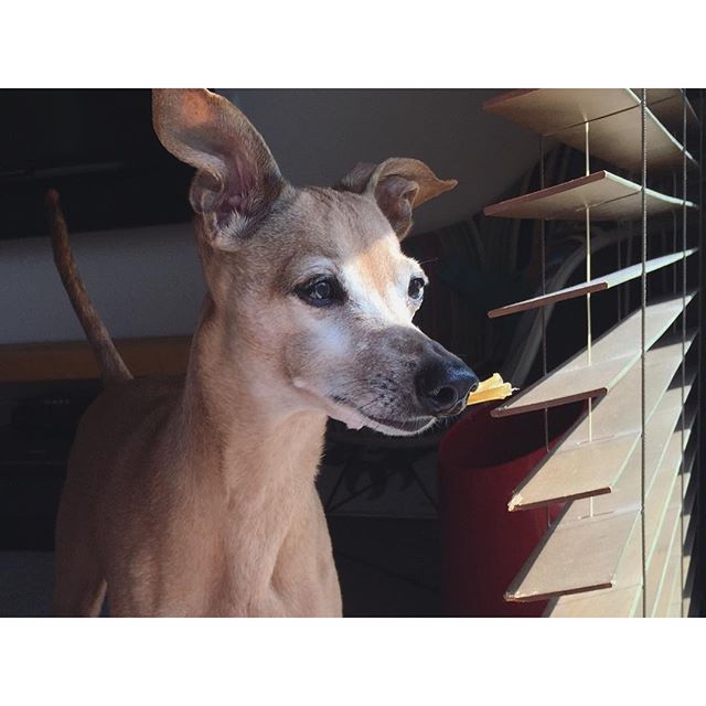 馬アキレスを咥え、庭チェックする犬