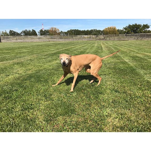 楽しそうな犬