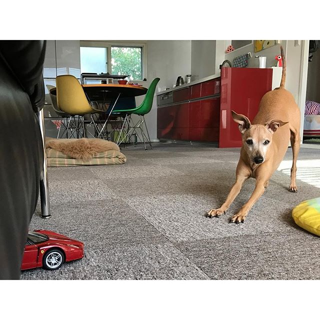 ラジコンで遊びたいらしき犬