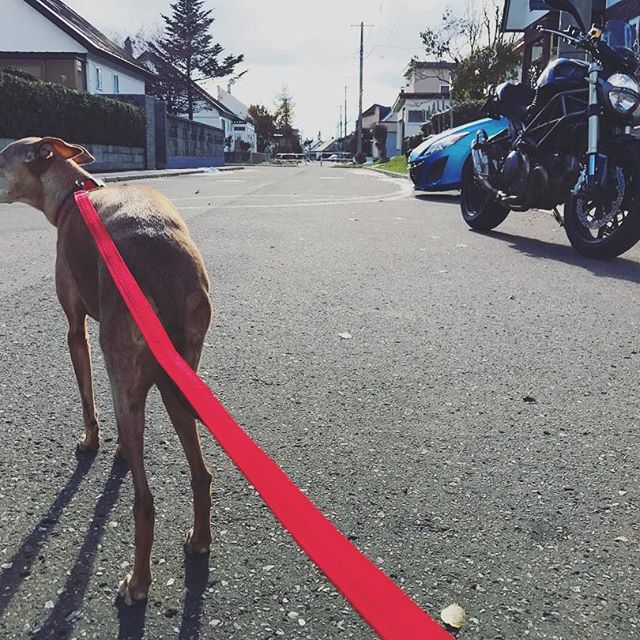 本日ポカポカ陽気。春まで乗れないと思ってたバイクに乗れたブ〜と脅える犬