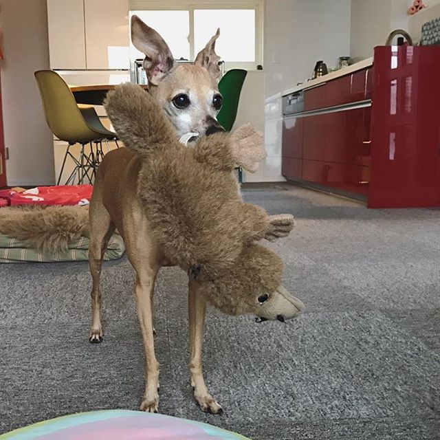 バイクの音が怖い犬