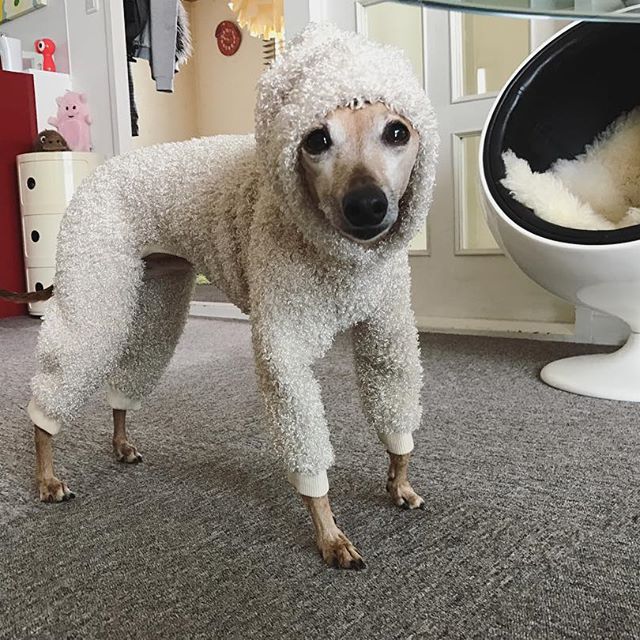 久しぶりに服を着せられ、固まる犬