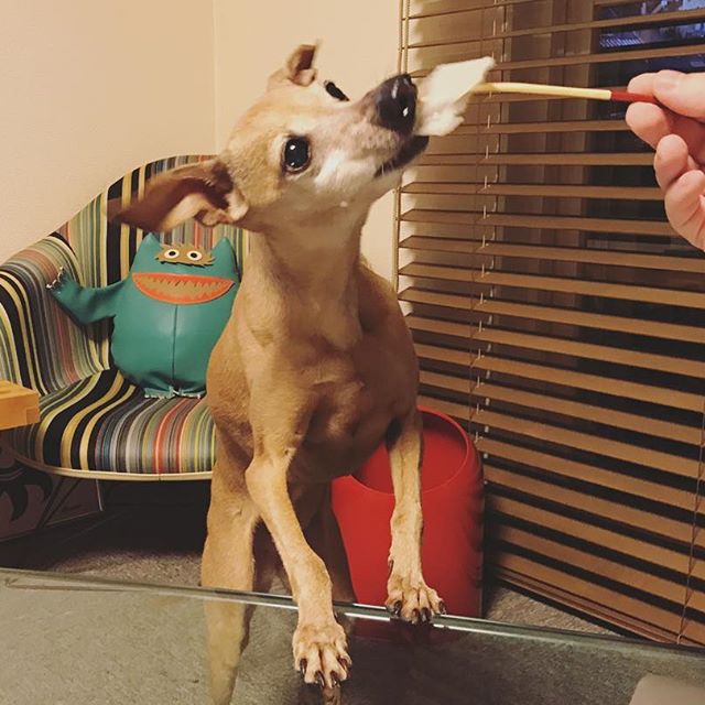 梨を食べる犬