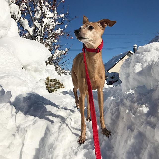 落雪を見てる犬