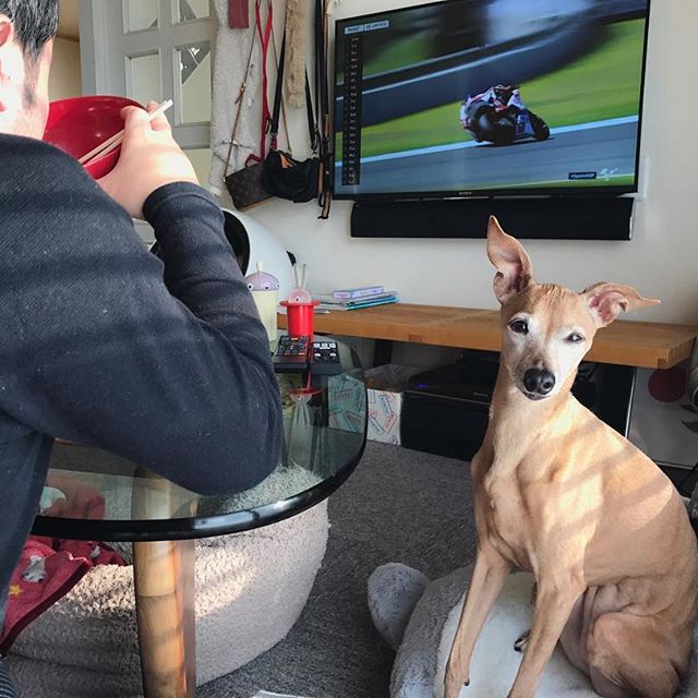 コアラに座れば食べ物が貰えると思ってる犬