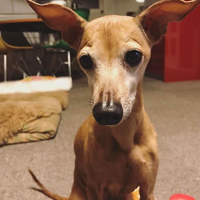 大根を見つめる犬