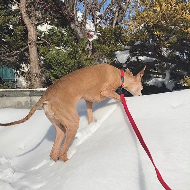 ツリーホールを覗いてる犬