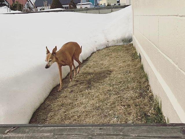 ニャンコ捜索中