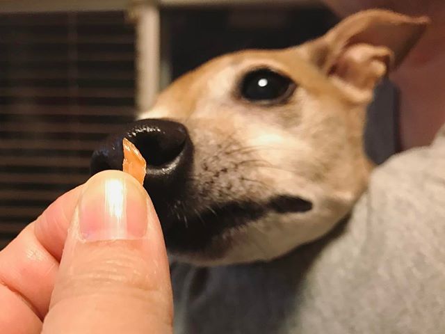 鮭の欠片に夢中