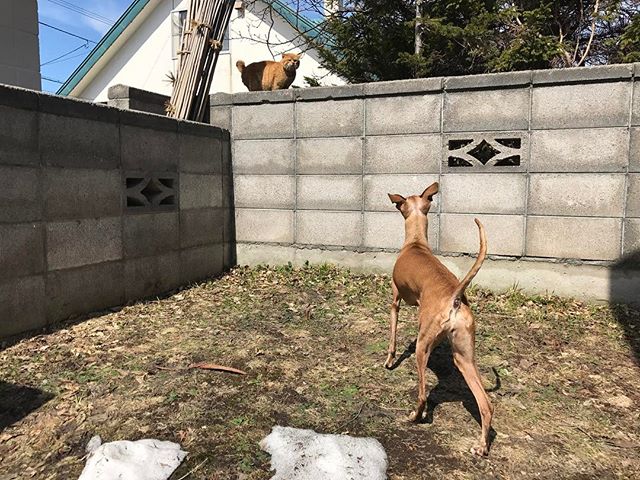 野良ニャンコ達のケンカに参加し、睨まれるディノ子