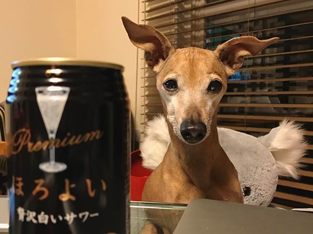 麩待ち犬