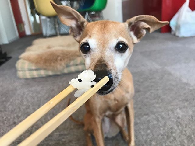 米は箸で食べる犬