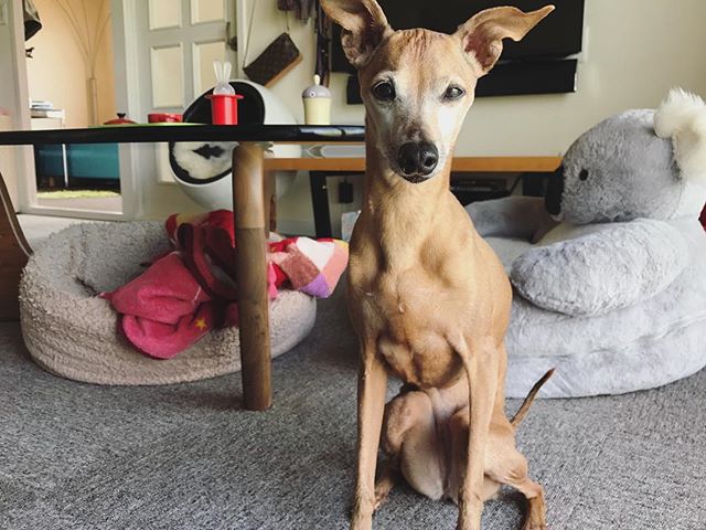 ブ〜菜園を荒らした容疑で取調べ中の犬