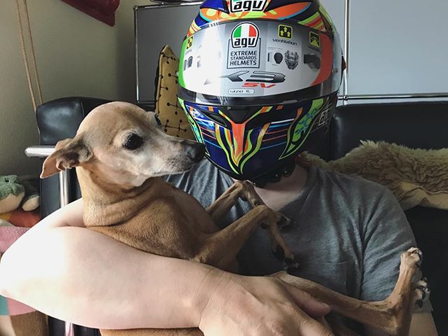 ヘルメットブ〜と犬