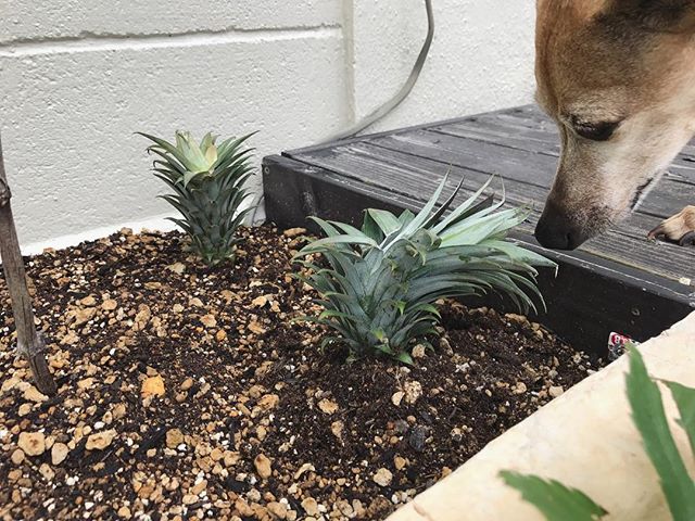 植えられたジュリオスターをチェック中