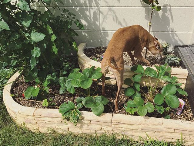 ジュリオスターが気になる犬