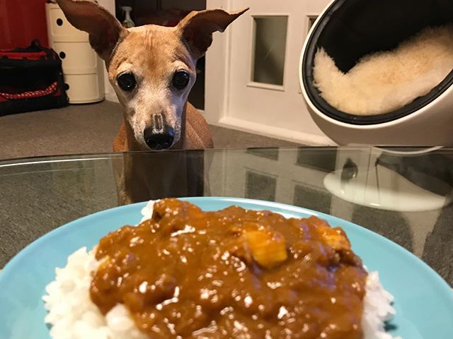 カレーに釘付け中