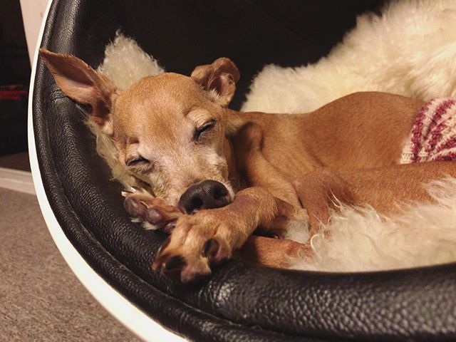 気持ち良さそうに眠る腹巻犬