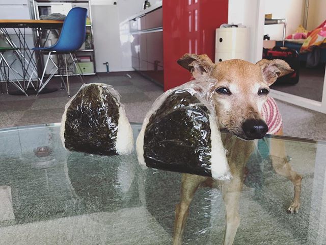 おにぎり食べたい腹巻犬