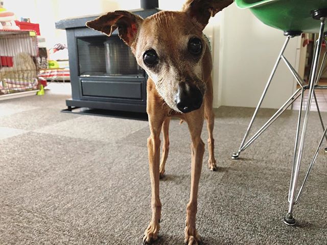 オヤツを頂きに来た犬